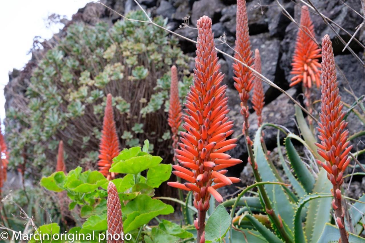 Tenerife Lizards - Duplex In The First Line Callao Salvaje Exterior photo